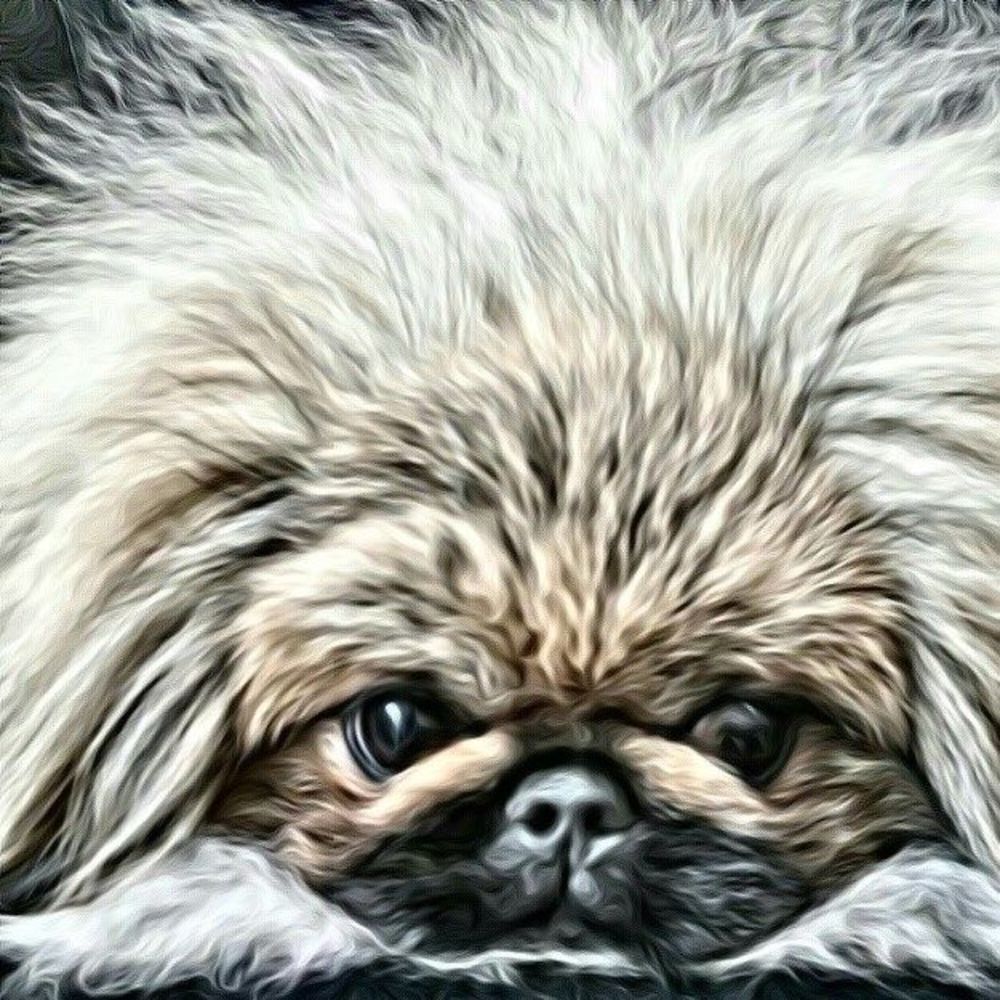 Meet your Posher, Mickey